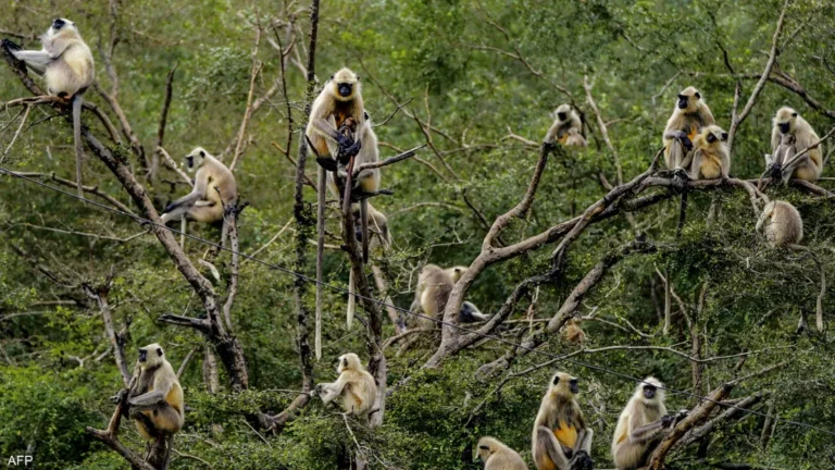 انقلاب شاحنة وفرار قرود “عدوانية” بولاية مسيسيبي انقلاب شاحنة وفرار قرود “عدوانية” بولاية مسيسيبي