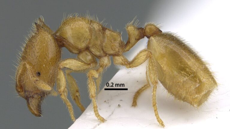 EPAA Sharjah announces discovery of new, rare ant species in Wadi Shees